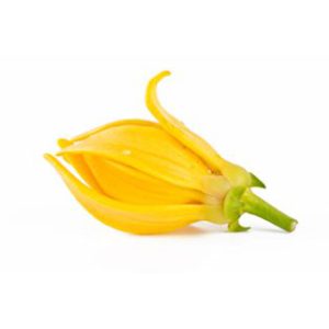 organic certified ylang ylang essential oil