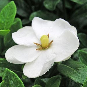 Gardenia Essential Oil 100% Pure and Natural Manufacture Wholesale