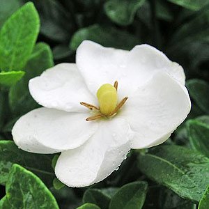 Gardenia Absolute Uses and Benefits, Gardenia Absolute Wholesale