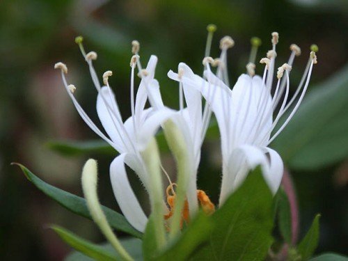 Honeysuckle Essential Oil  Vital Living Herbs And Nutrition