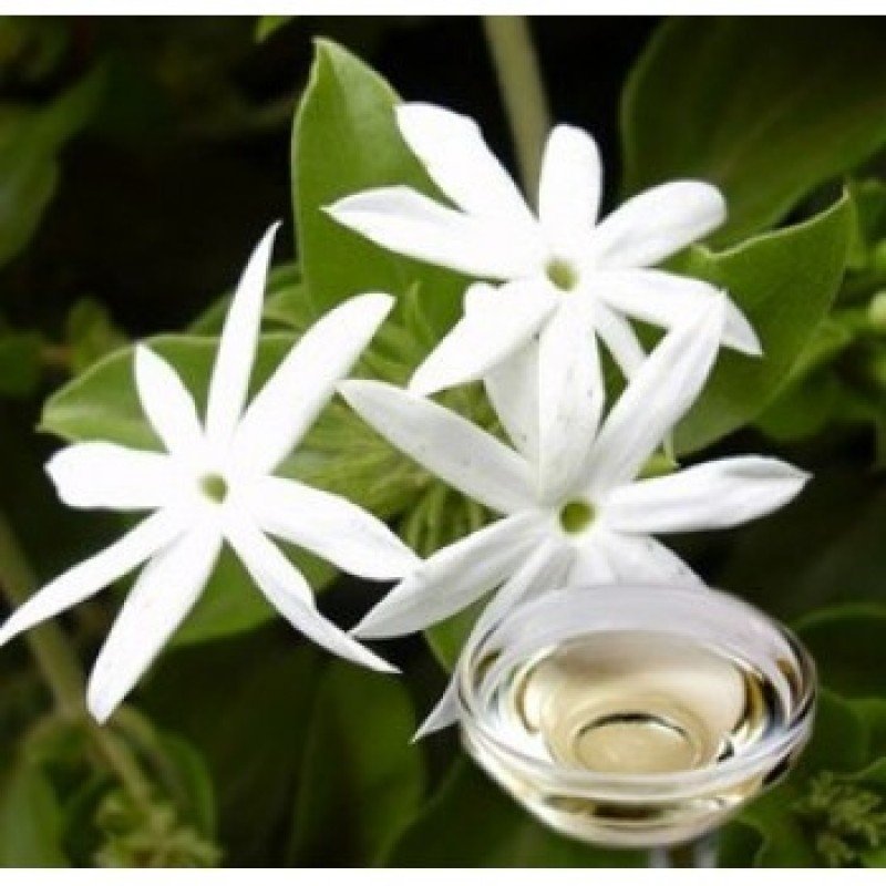 Buy Online Jasmine Essential Oil at Low Price