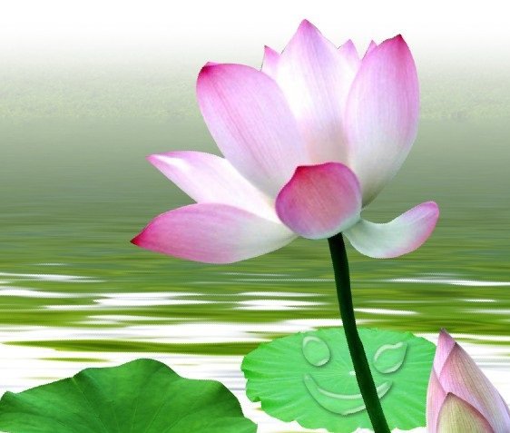 Lotus Flower Names | Best Flower Site