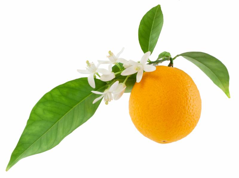 Orange Essential oil