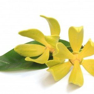 Ylang Ylang Essential Oil